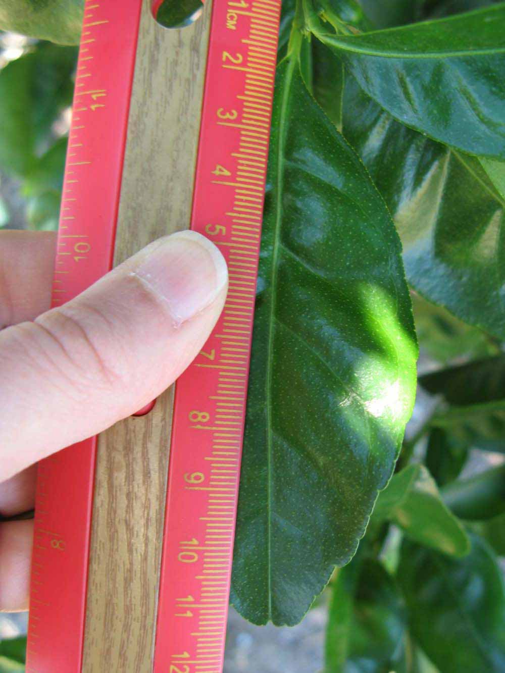              Unifoliolate leaf (Winter Haven, FL)       